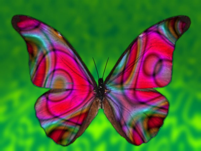 10_butterfly2.jpg